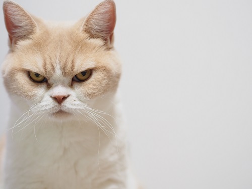 これでもゴキゲン 話題の怒り顔の猫 小雪の怒ってなどいない がついに書籍化 オタ女