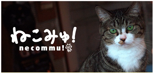 猫好きさんへ一週間の疲れを癒す生中継！　猫専門チャンネル「ねこみゅ！」を今すぐチェック！