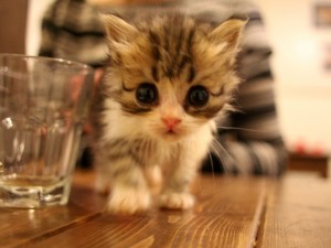 【猫テロ注意】猫まみれの「おうちごはんcafe」で食欲も猫欲も満たされる! 【猫テロ注意】猫まみれの「おうちごはんcafe」で食欲も猫欲も満たされる!