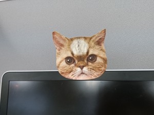 にゃんこのせま~いおでこに重要な連絡が! 『猫のひたい 付箋メモ』 にゃんこのせま~いおでこに重要な連絡が! 『猫のひたい 付箋メモ』