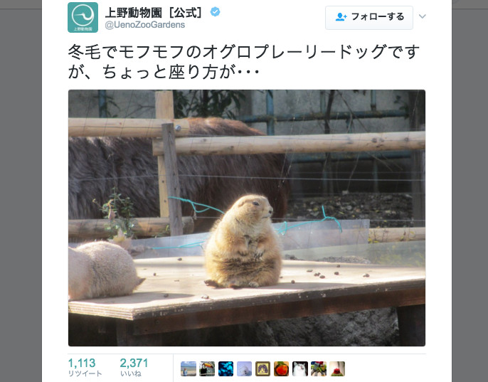 オッサン座りのプレーリードッグが可愛い！　「上野動物園」公式Twitterの冬の動物たちに笑顔