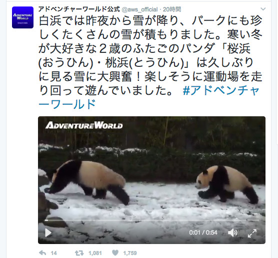 “熊猫”だけど丸くなんてならねえ！　雪におおはしゃぎするパンダの動画が可愛い