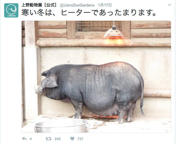 オッサン座りのプレーリードッグが可愛い 上野動物園 公式twitterの冬の動物たちに笑顔 オタ女