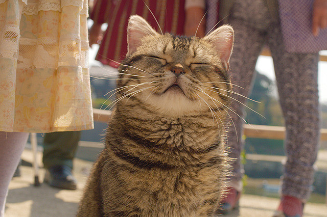 『旅猫レポート』の“ナナ”に「毛並みがたまらん」「歩いているだけでかわいい」の声　猫欲を満たす映画3選！