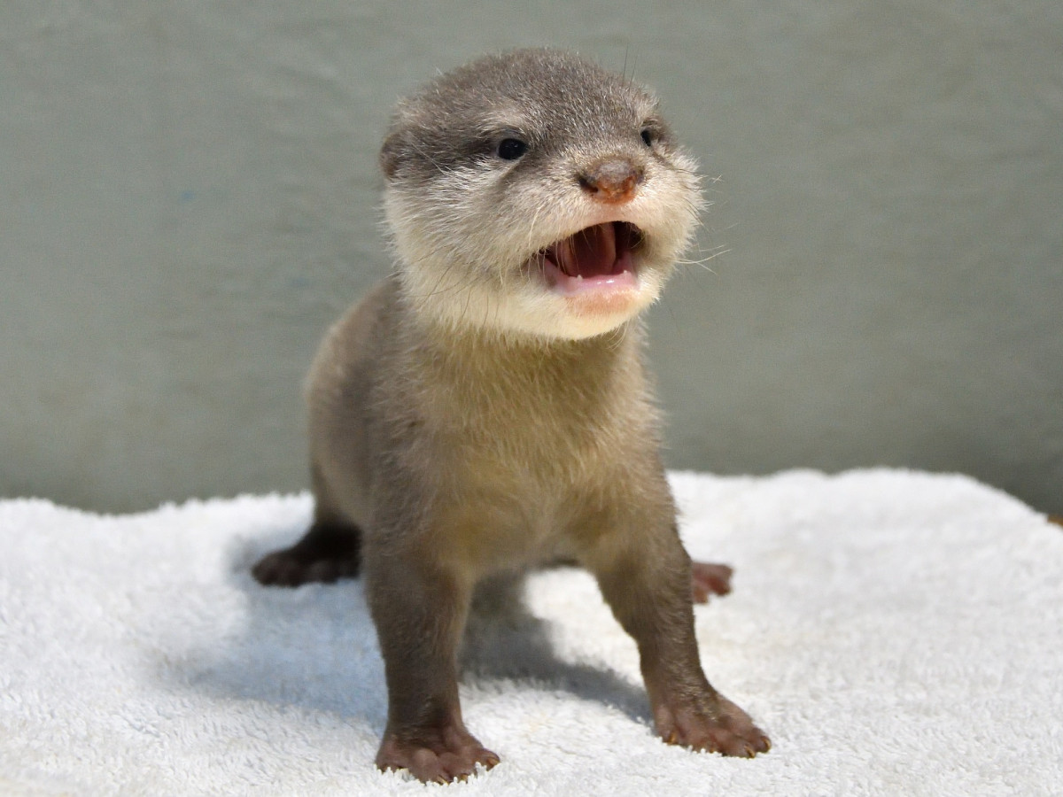 サンシャイン水族館で初誕生のコツメカワウソの赤ちゃんが1月16日から一般公開！ 小さな愛らしい姿を見られるのは今だけ！