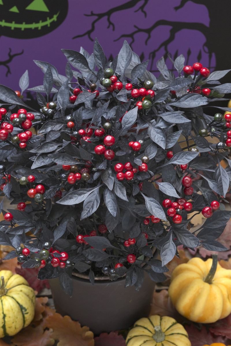 ハロウィンのダークな雰囲気にピッタリ 黒い葉っぱに赤い実の観葉植物 オニキスレッド ガジェット通信 Getnews